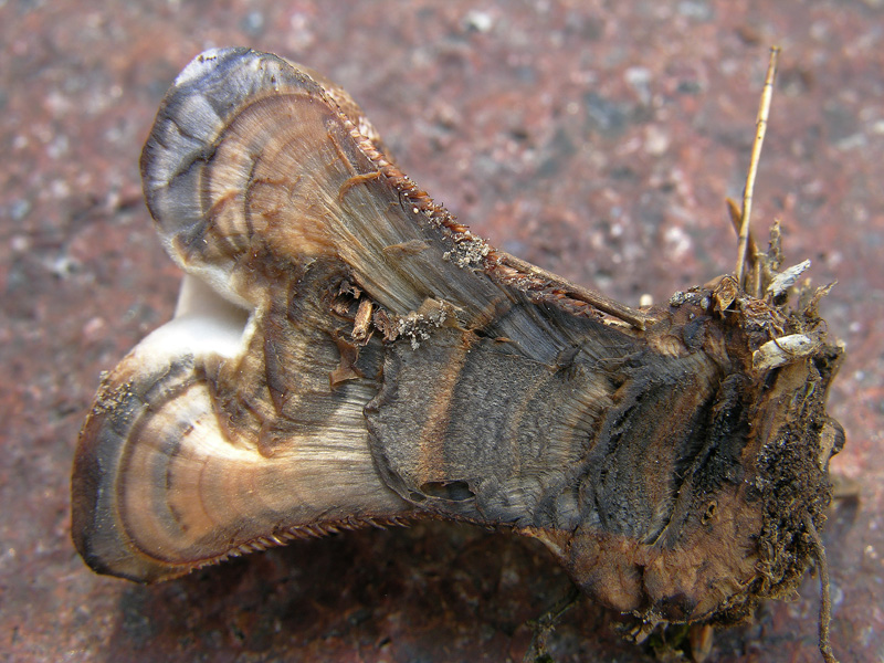 Hydnellum caeruleum (Hornem.) P. Karst.